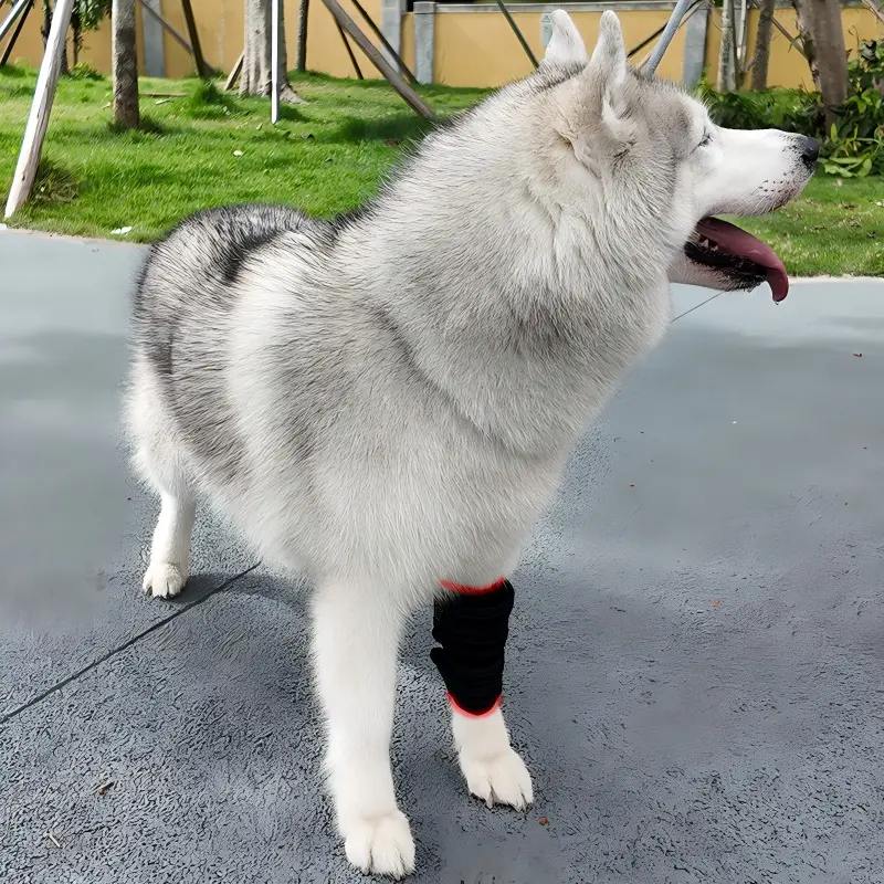 Red Light Therapy Pet Leg Wrap – ClinicPBM