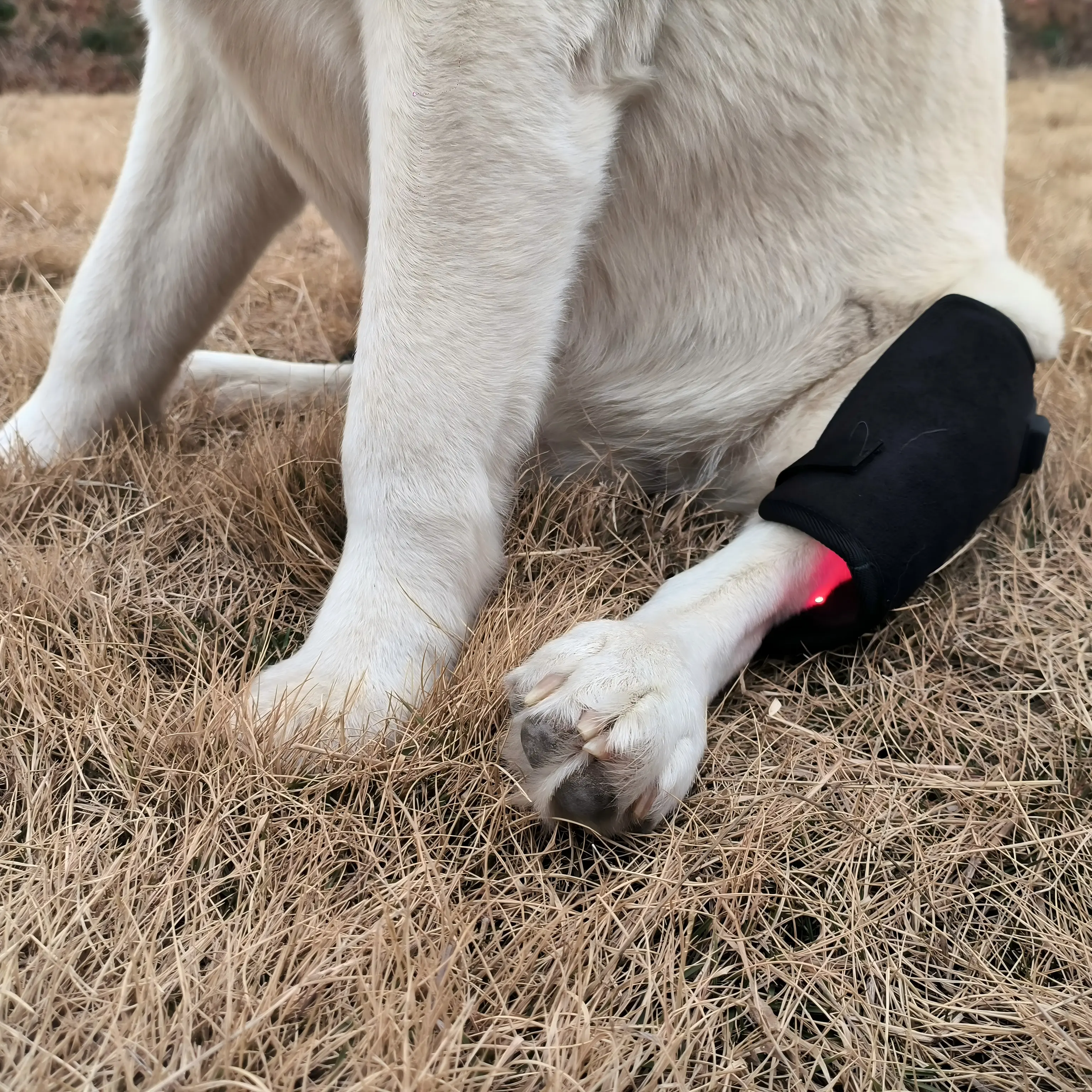 Dog Red Light Therapy Bundle (Leg Wrap ) | ClinicPBM