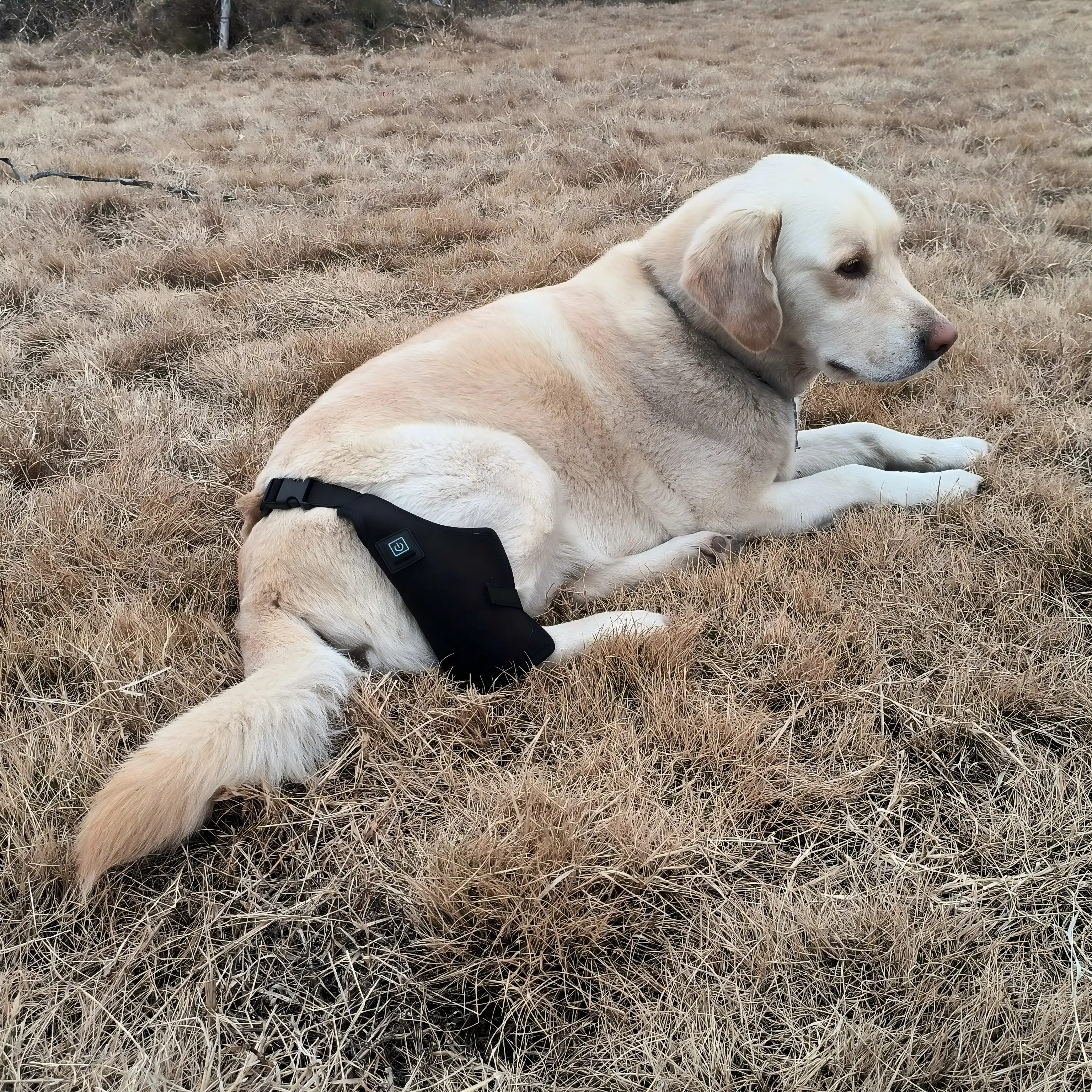 Dog Red Light Therapy Bundle (Leg Wrap ) | ClinicPBM