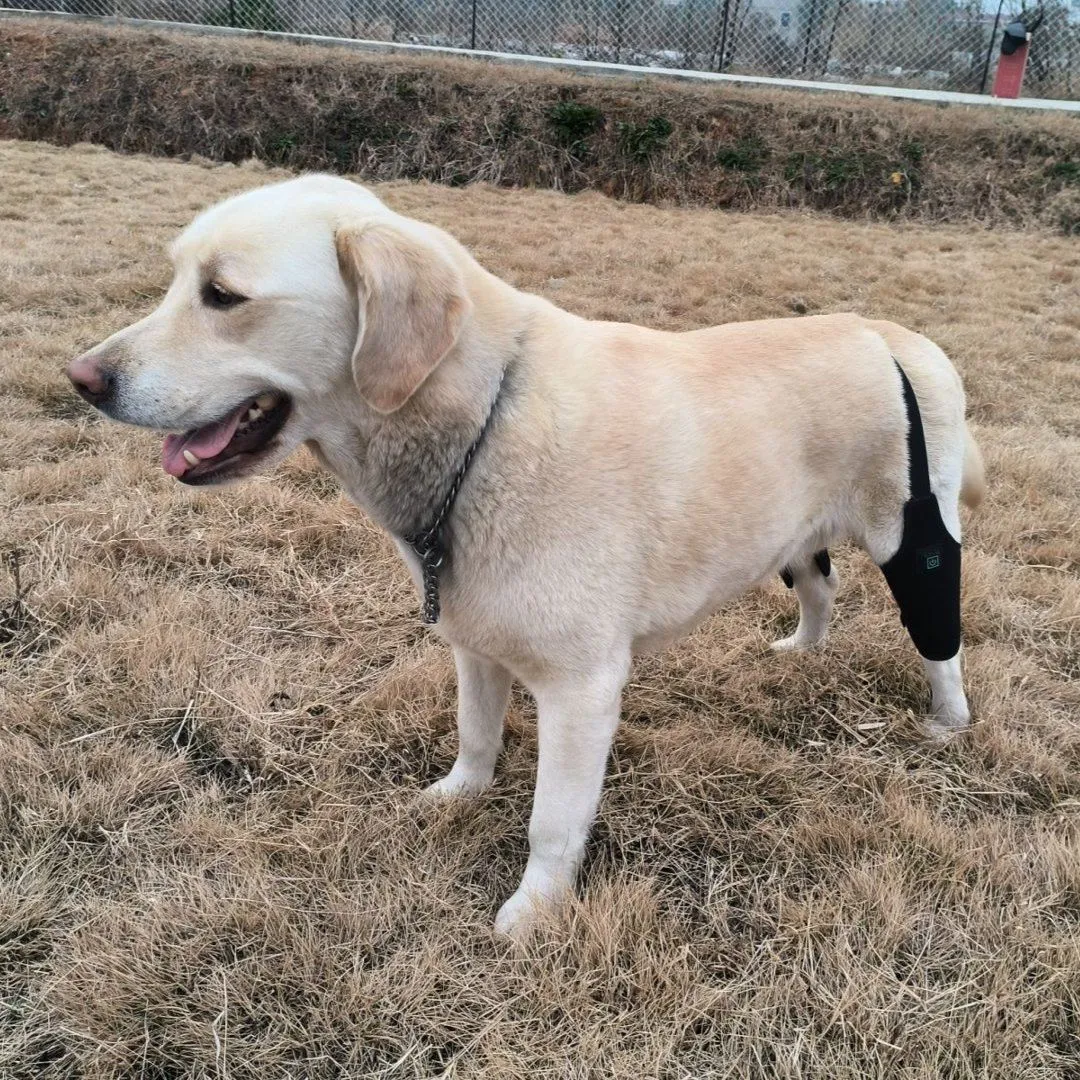 Dog Red Light Therapy Bundle (Leg Wrap ) | ClinicPBM
