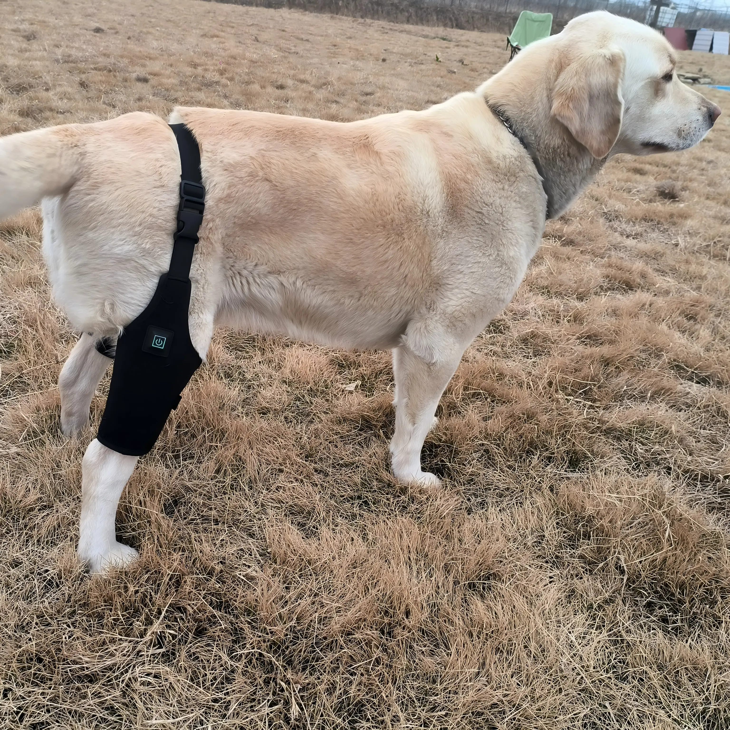 Dog Red Light Therapy Bundle (Leg Wrap ) | ClinicPBM