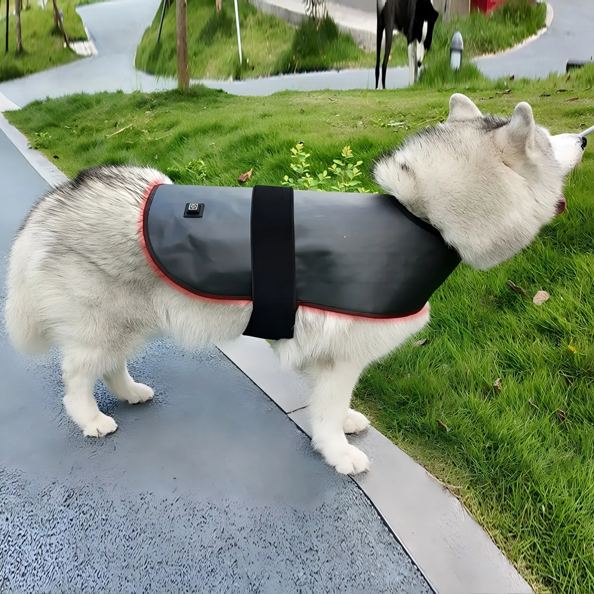 Red Light Therapy Pet Coat – ClinicPBM