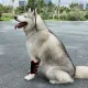 Dog Red Light Therapy Bundle (Full Body Mat + Leg Wrap) | ClinicPBM