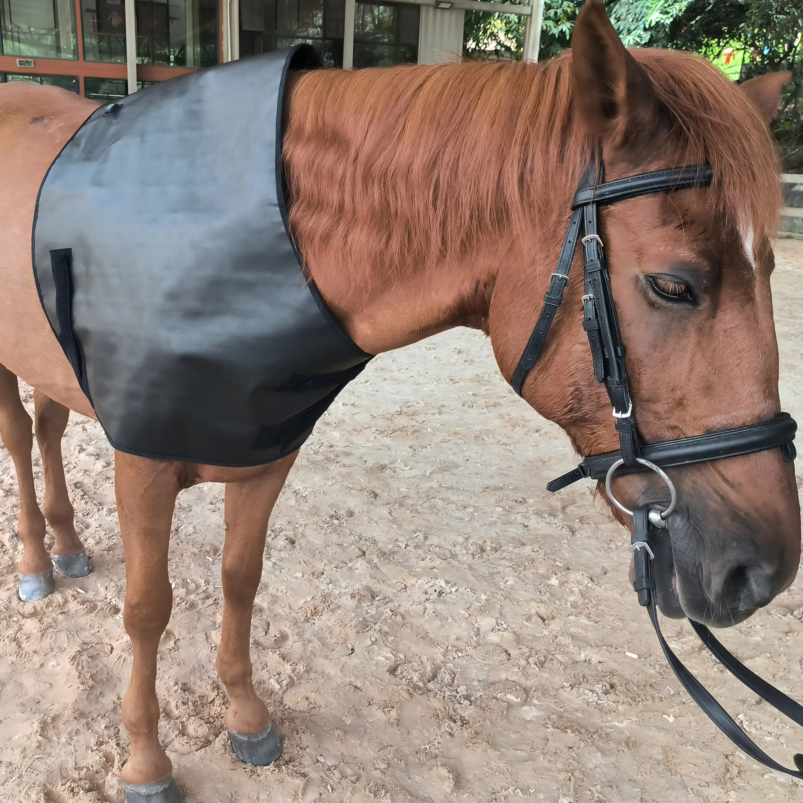Red Light Therapy Neck Support Wrap for Horses – ClinicPBM