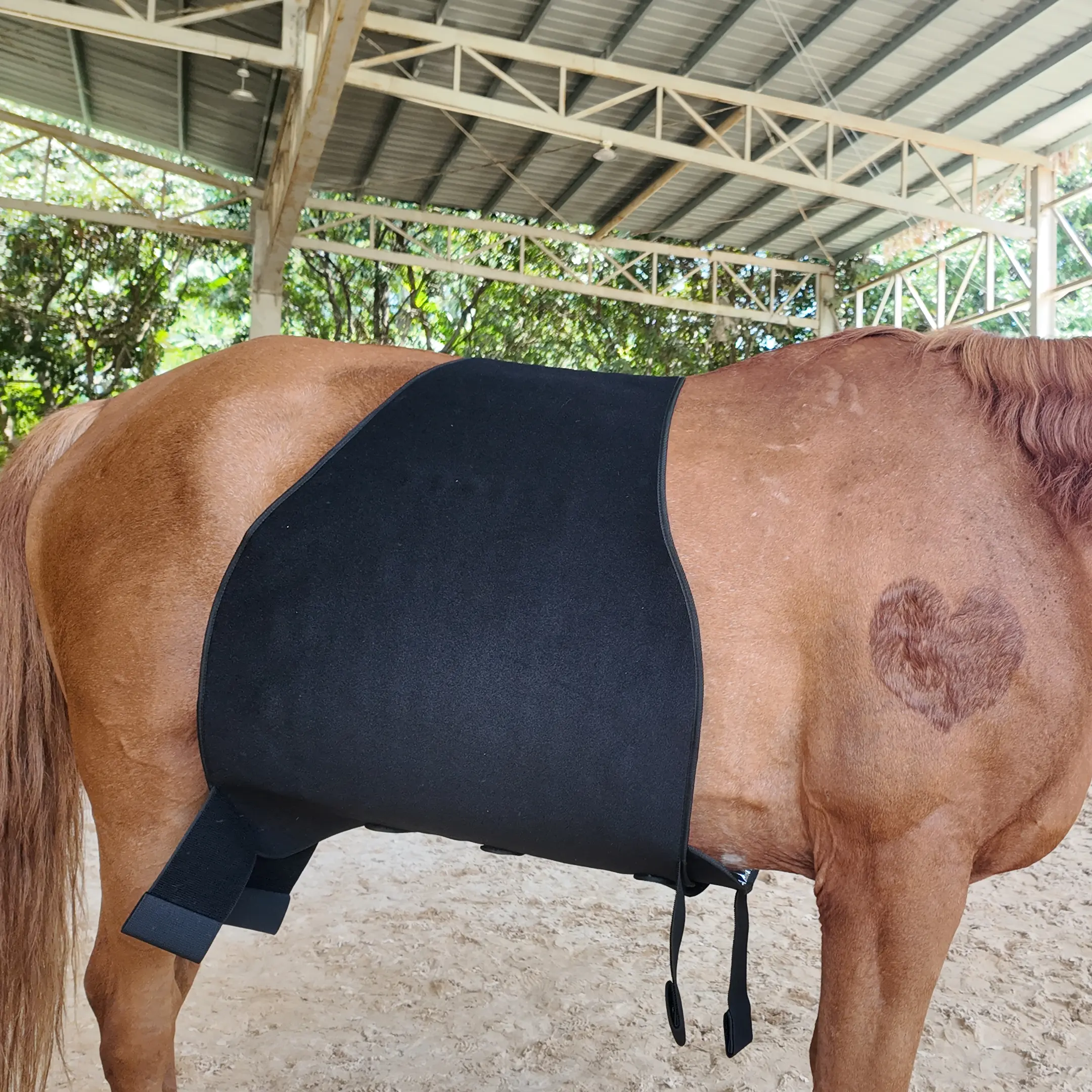 Red Light Therapy Hip and Shoulder Wrap Pad for Horses – ClinicPBM