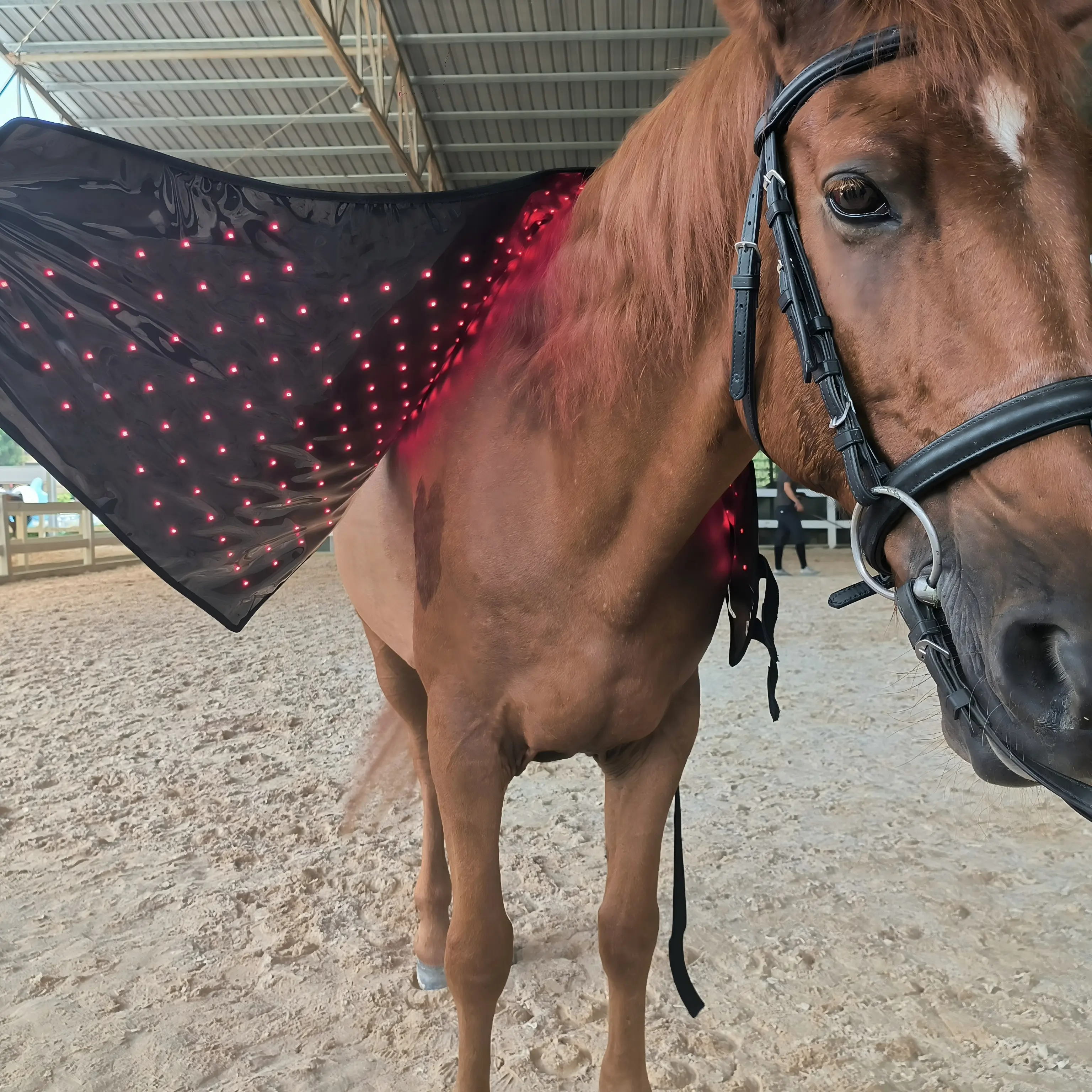 Red Light Therapy Neck Support Wrap for Horses – ClinicPBM