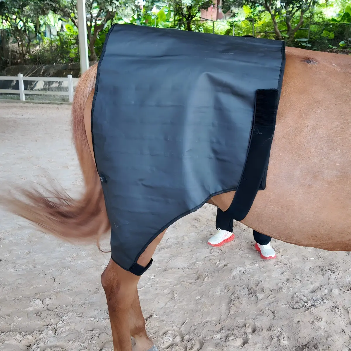 Red Light Therapy Neck Support Wrap for Horses – ClinicPBM
