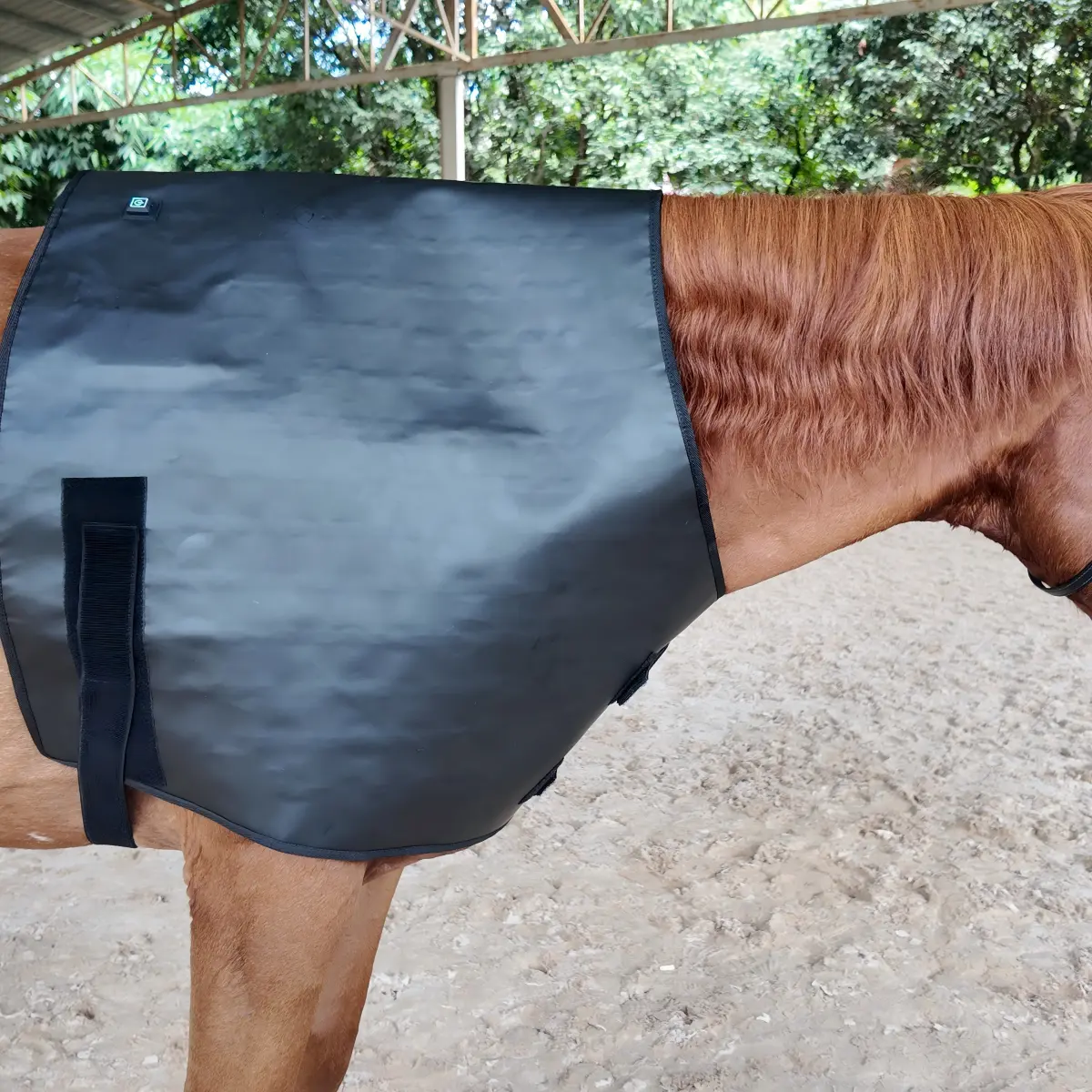 Red Light Therapy Neck Support Wrap for Horses – ClinicPBM