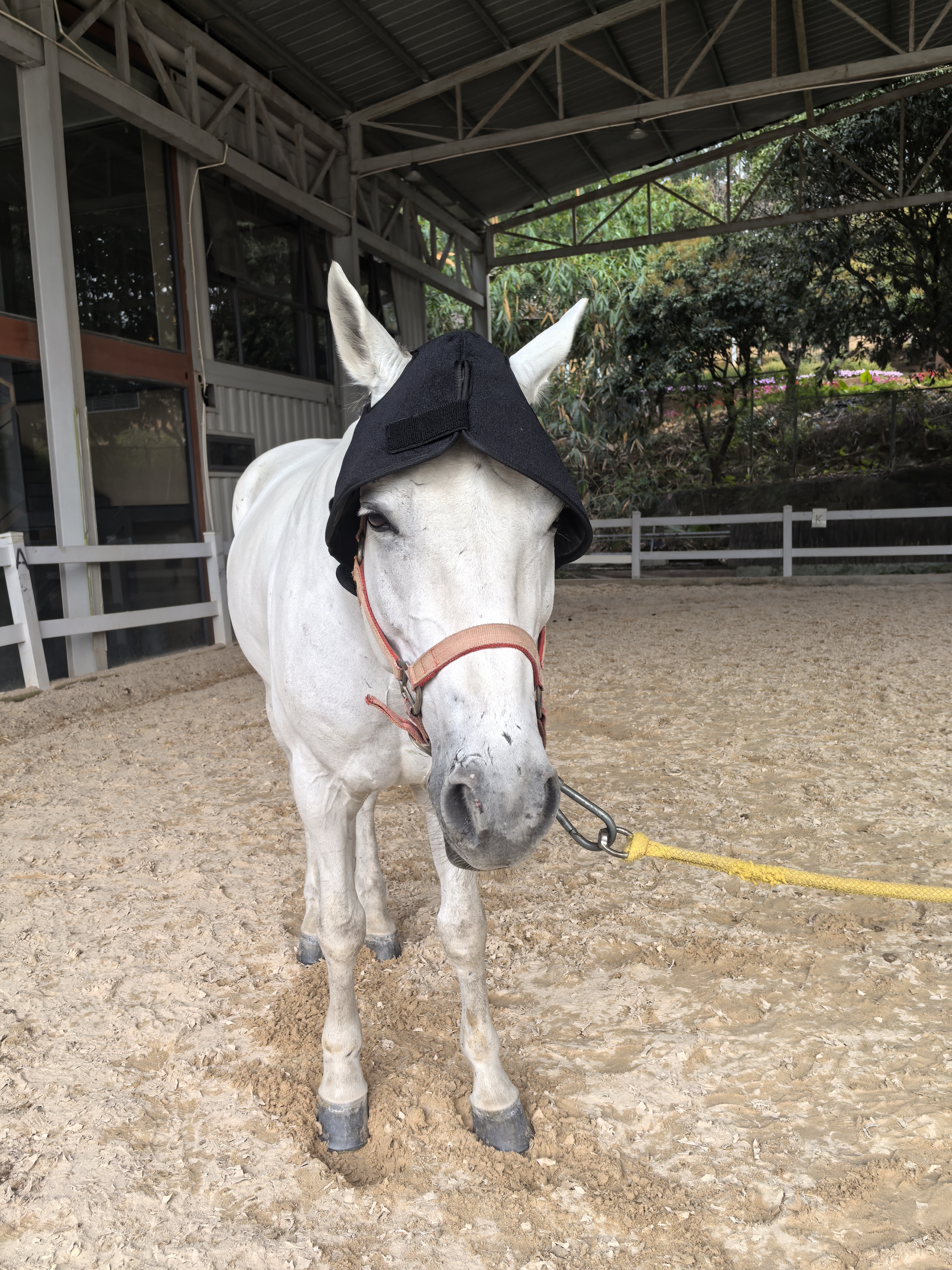 ClinicPBM Equine Red Light Therapy Poll Cap (Built-in Battery) - Size for Pony