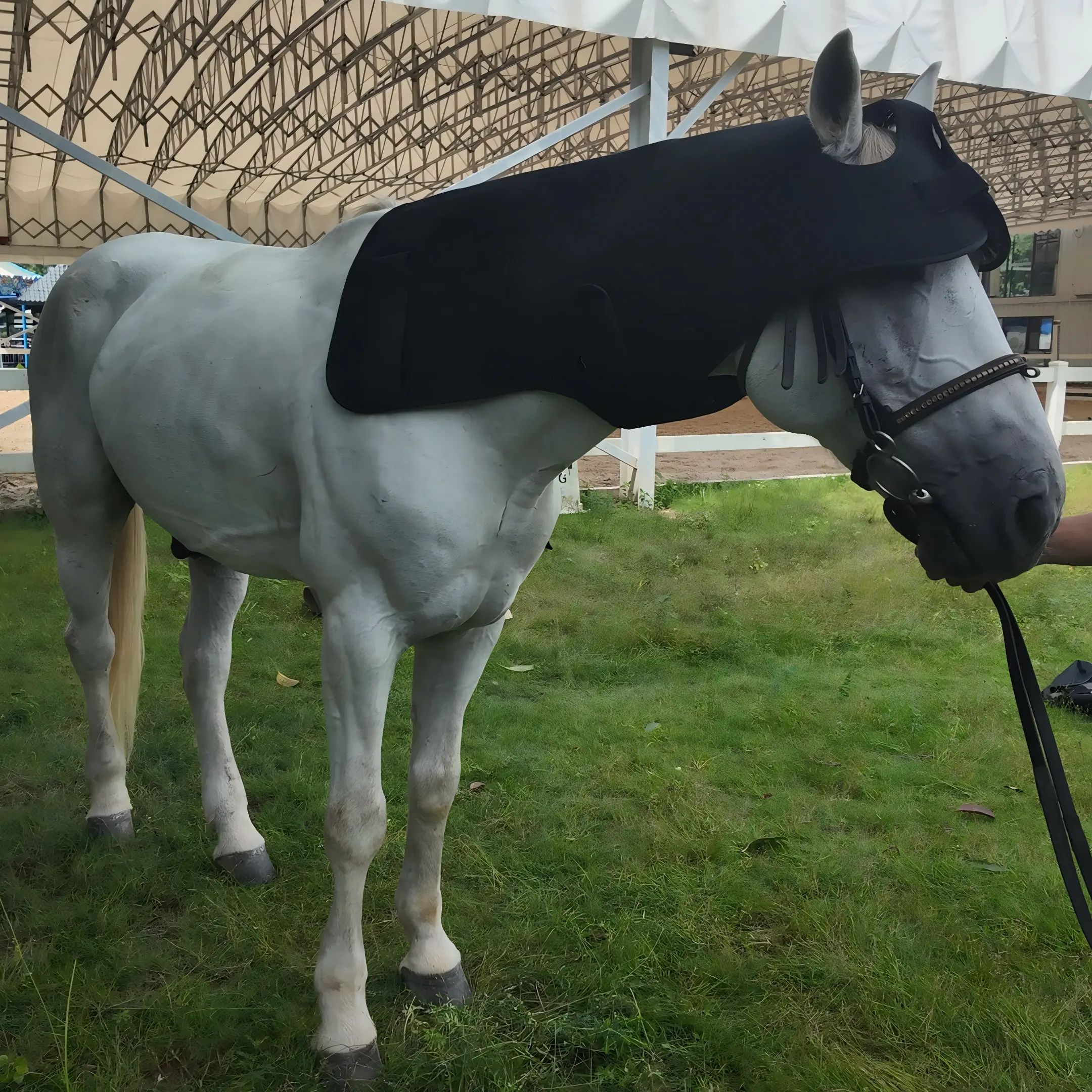 Red Light Therapy Poll Cap and Neck for Horses – ClinicPBM