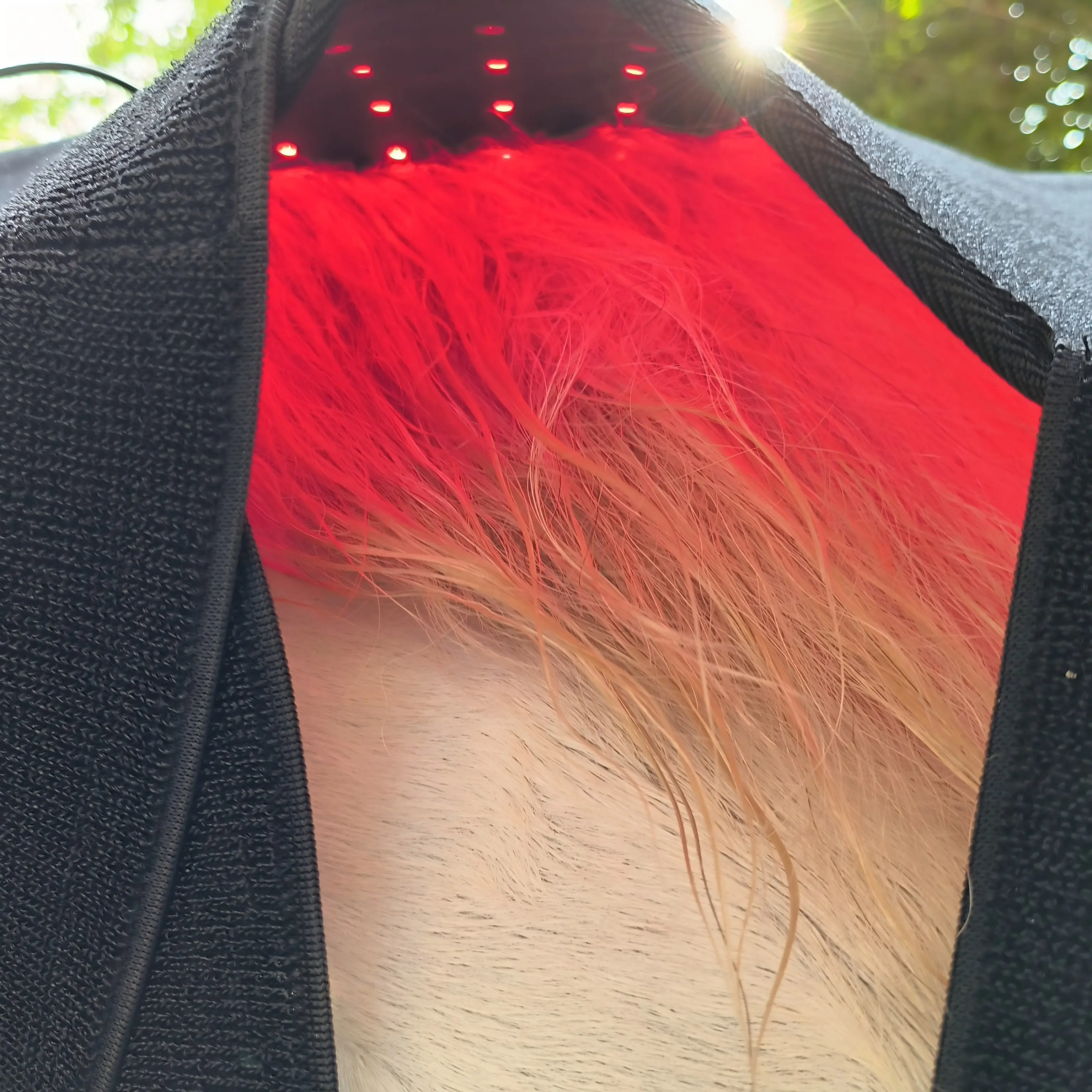 Red Light Therapy Poll Cap and Neck for Horses – ClinicPBM
