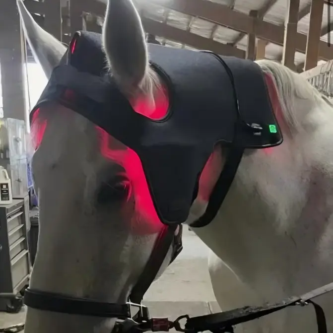 ClinicPBM Equine Red Light Therapy Poll Cap – Size for Pony