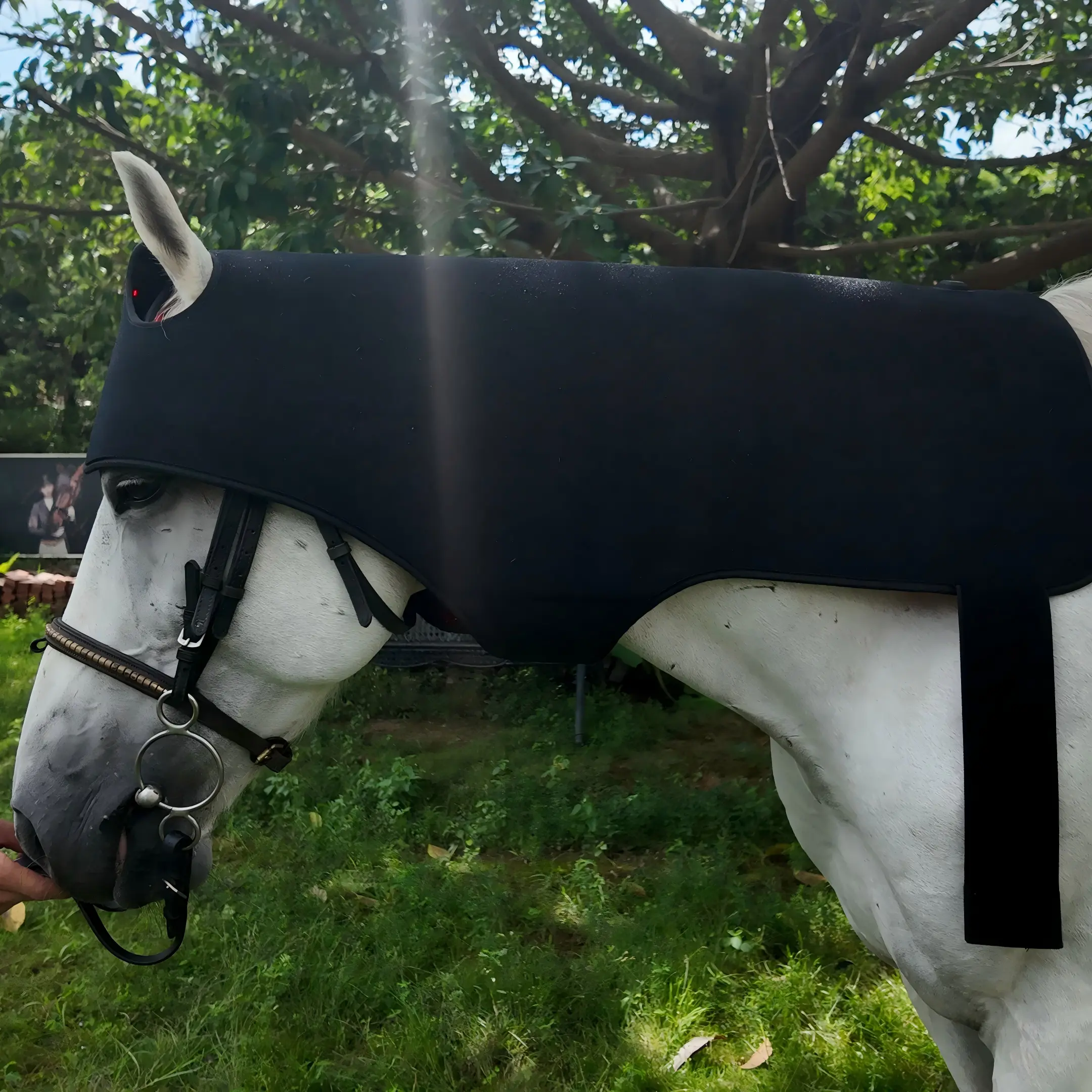 Red Light Therapy Poll Cap and Neck for Horses – ClinicPBM