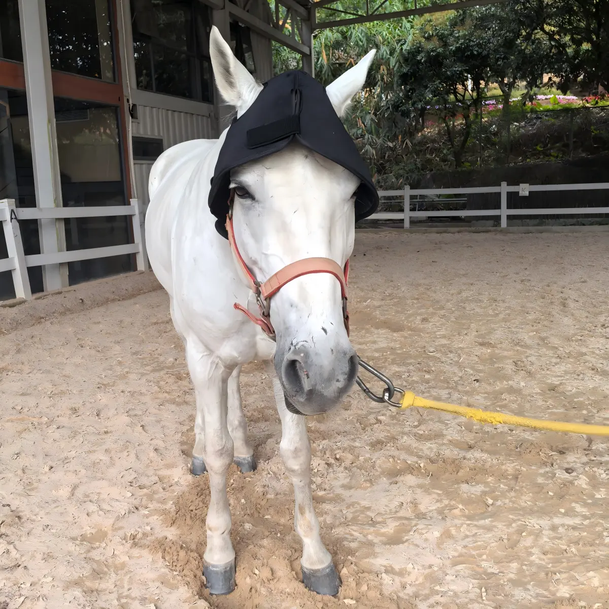 ClinicPBM Equine Red Light Therapy Poll Cap – Size for Pony