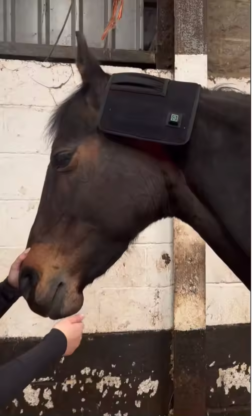 ClinicPBM 120 LED Equine Red Light Therapy Leg / Back/ Neck Wrap (Built-in Battery) - Size : S