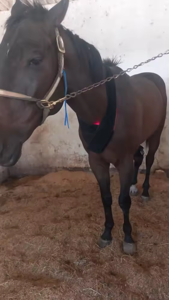 ClinicPBM 120 LED Equine Red Light Therapy Leg / Back/ Neck Wrap (Built-in Battery) - Size : S