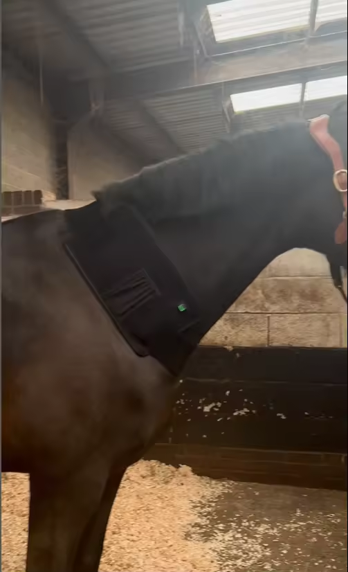 ClinicPBM 120 LED Equine Red Light Therapy Leg / Back/ Neck Wrap (Built-in Battery) - Size : S