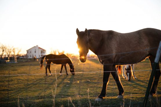 Equine Therapy: Harnessing the Power of LED Red Light for Enhanced Horse Management-ClinicPBM