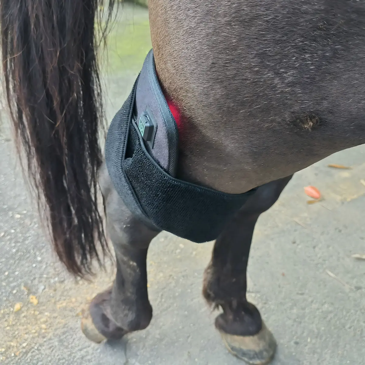 ClinicPBM Red Light Therapy Leg / Back/ Neck Wrap for Horses – Size : S
