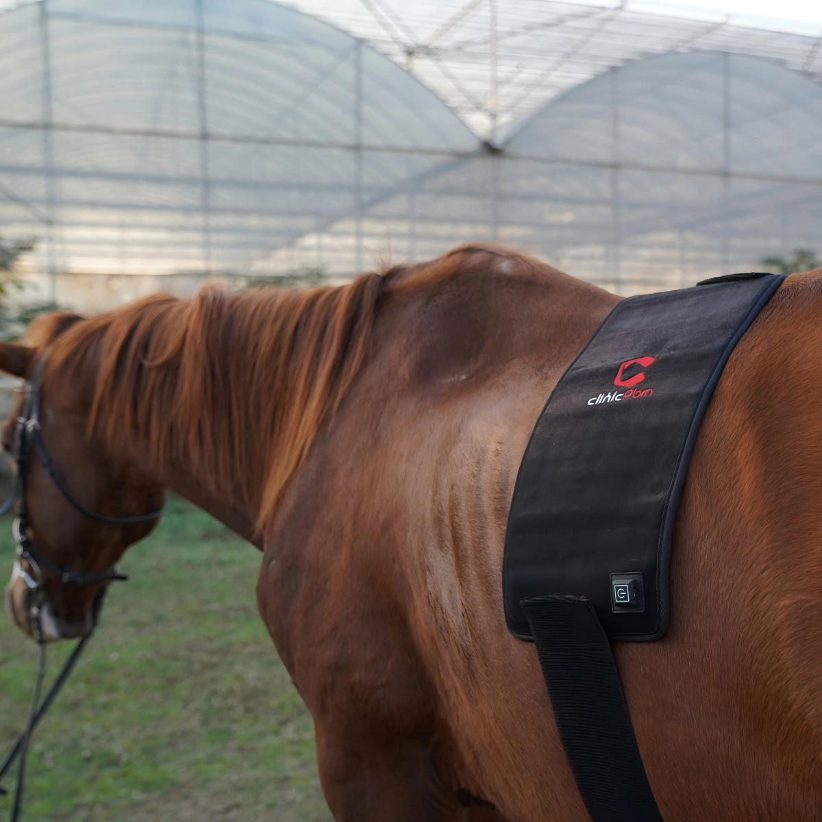 ClinicPBM Red Light Therapy Leg / Back/ Neck Wrap for Horses – Size : S