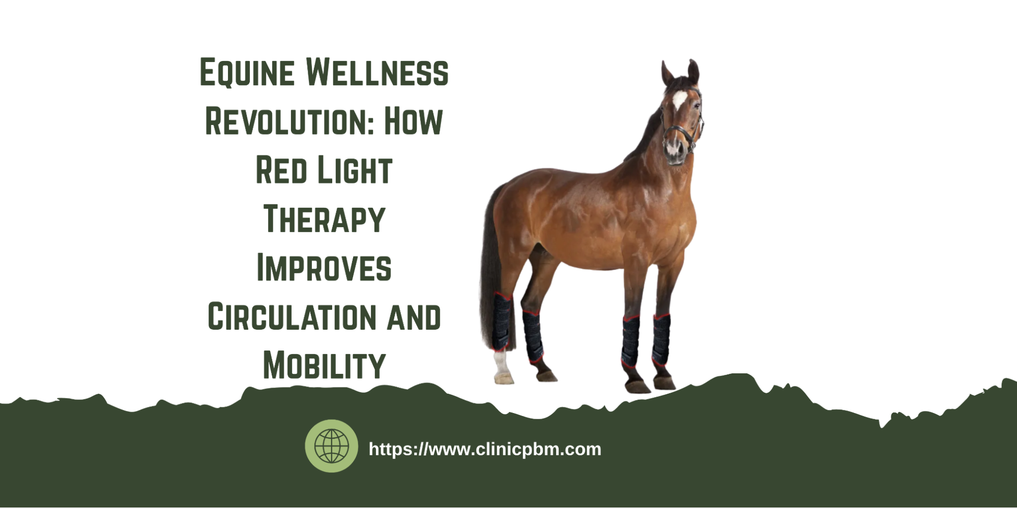 Equine Wellness Revolution: How Red Light Therapy Improves Circulation and Mobility-ClinicPBM