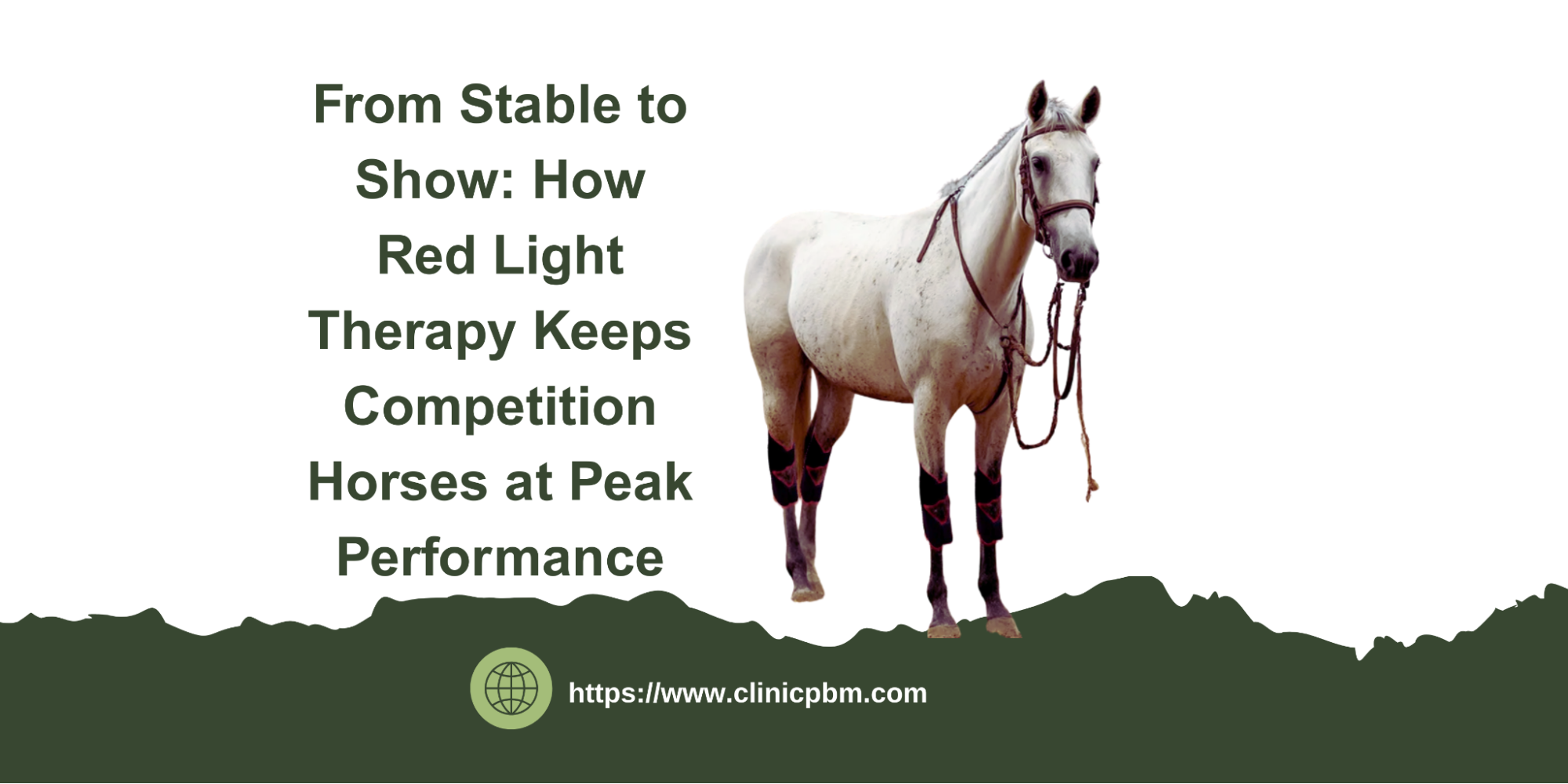 From Stable to Show: How Red Light Therapy Keeps Competition Horses at Peak Performance-ClinicPBM
