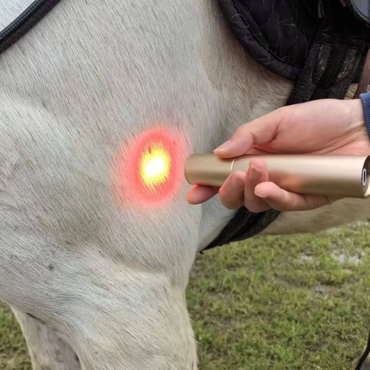 HORSE DOG CAT HANDHELD RED LIGHT THERAPY TORCH 