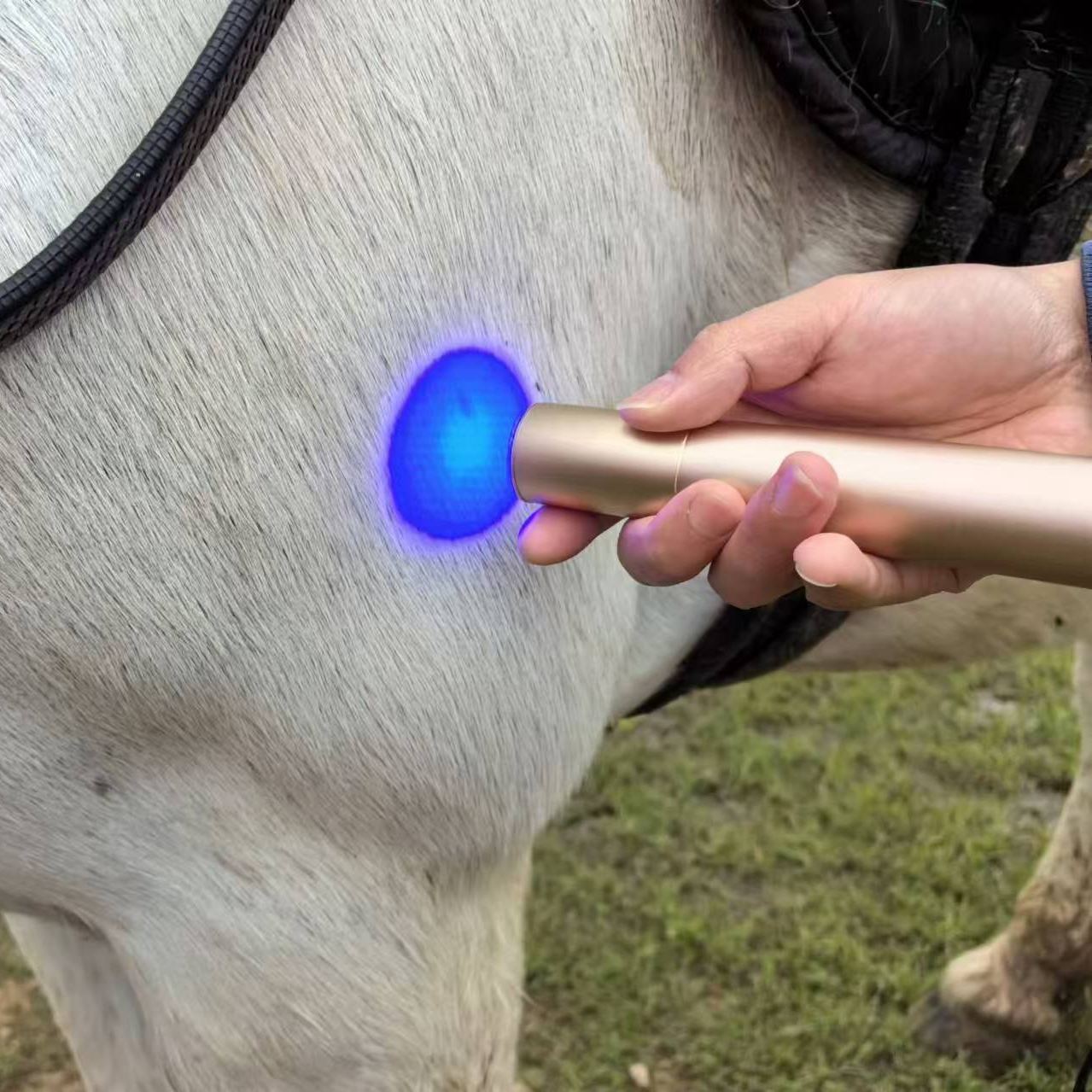HORSE DOG CAT HANDHELD RED LIGHT THERAPY TORCH 