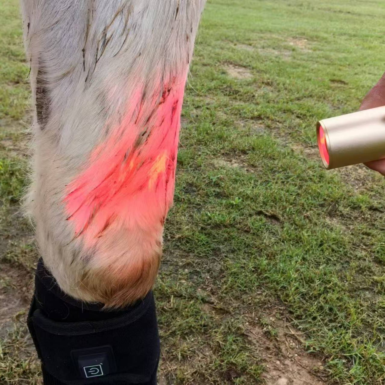 HORSE DOG CAT HANDHELD RED LIGHT THERAPY TORCH 