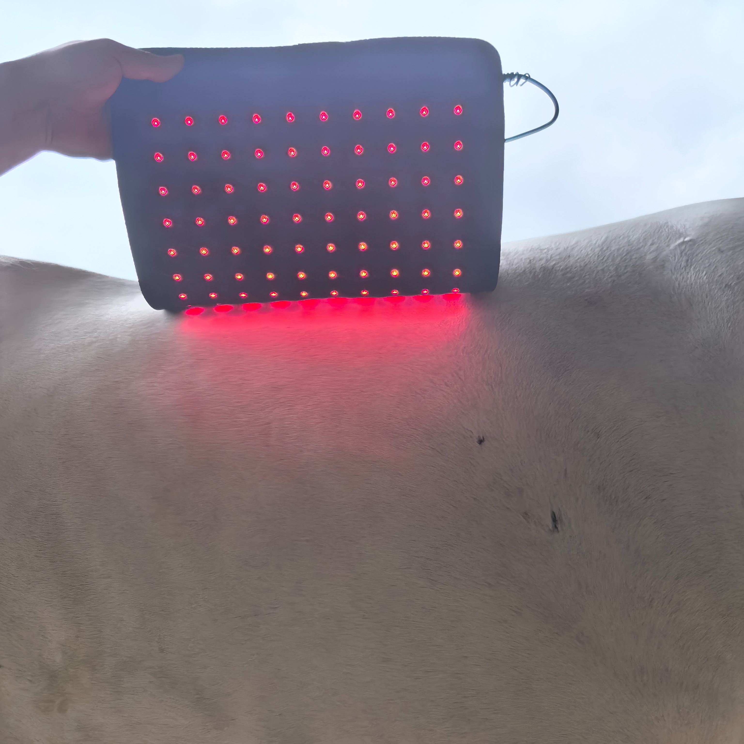 ClinicPBM Equine Red Light Therapy Leg / Back/ Neck Wrap - Size M (Built-in Battery)