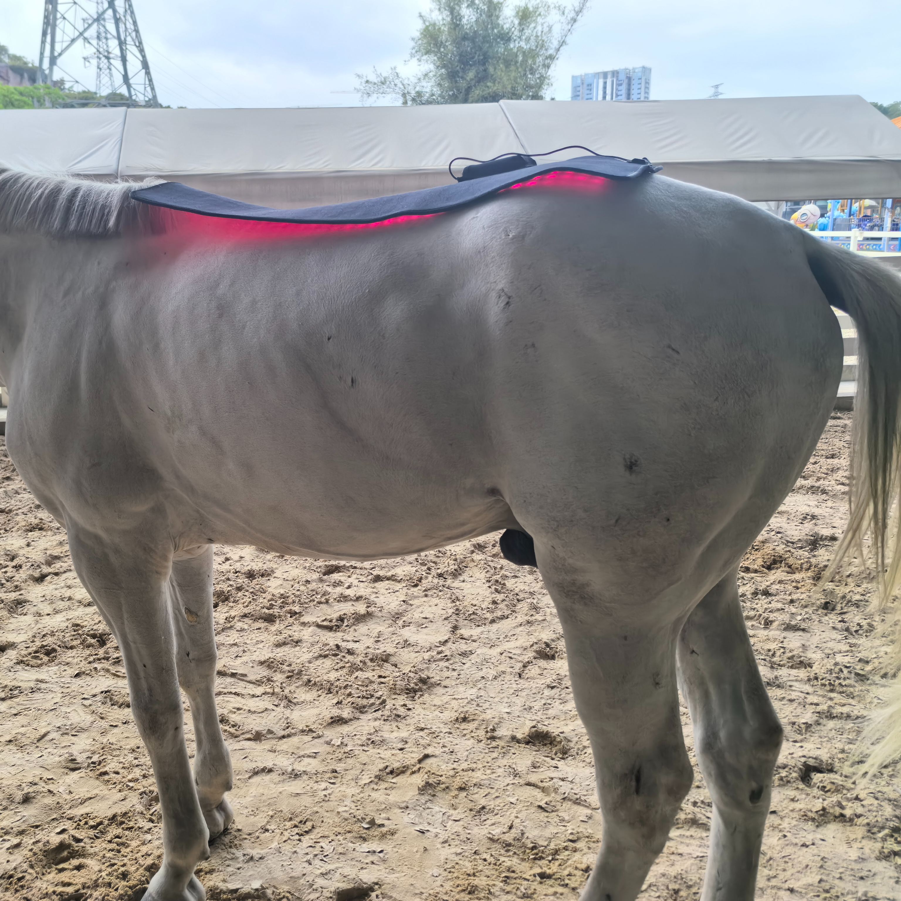 ClinicPBM Equine Red Infrared Light Therapy Wrap - Size: L