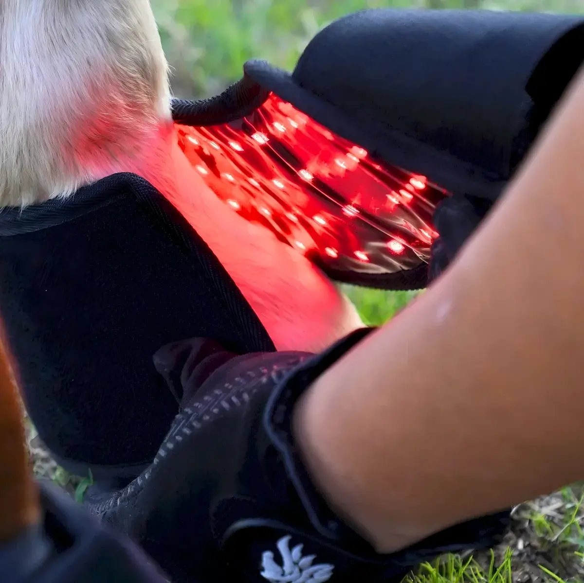 Professional Equine Red Light Therapy Bundle (3-Piece Set) | ClinicPBM