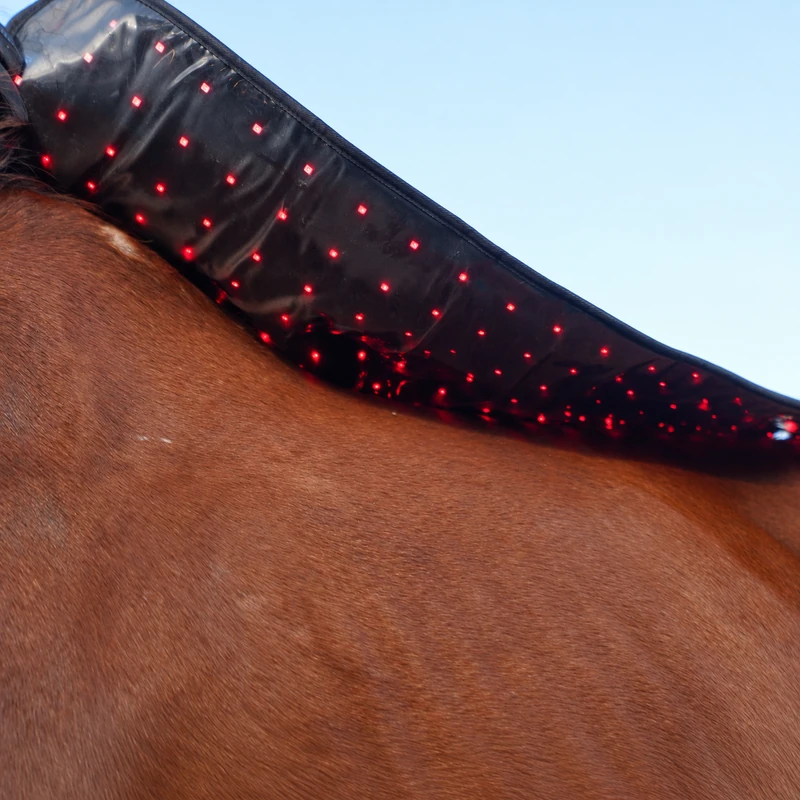Close-up of a ClinicPBM red light therapy back pad showing the brand logo and adjustable belly strap on a horse’s back