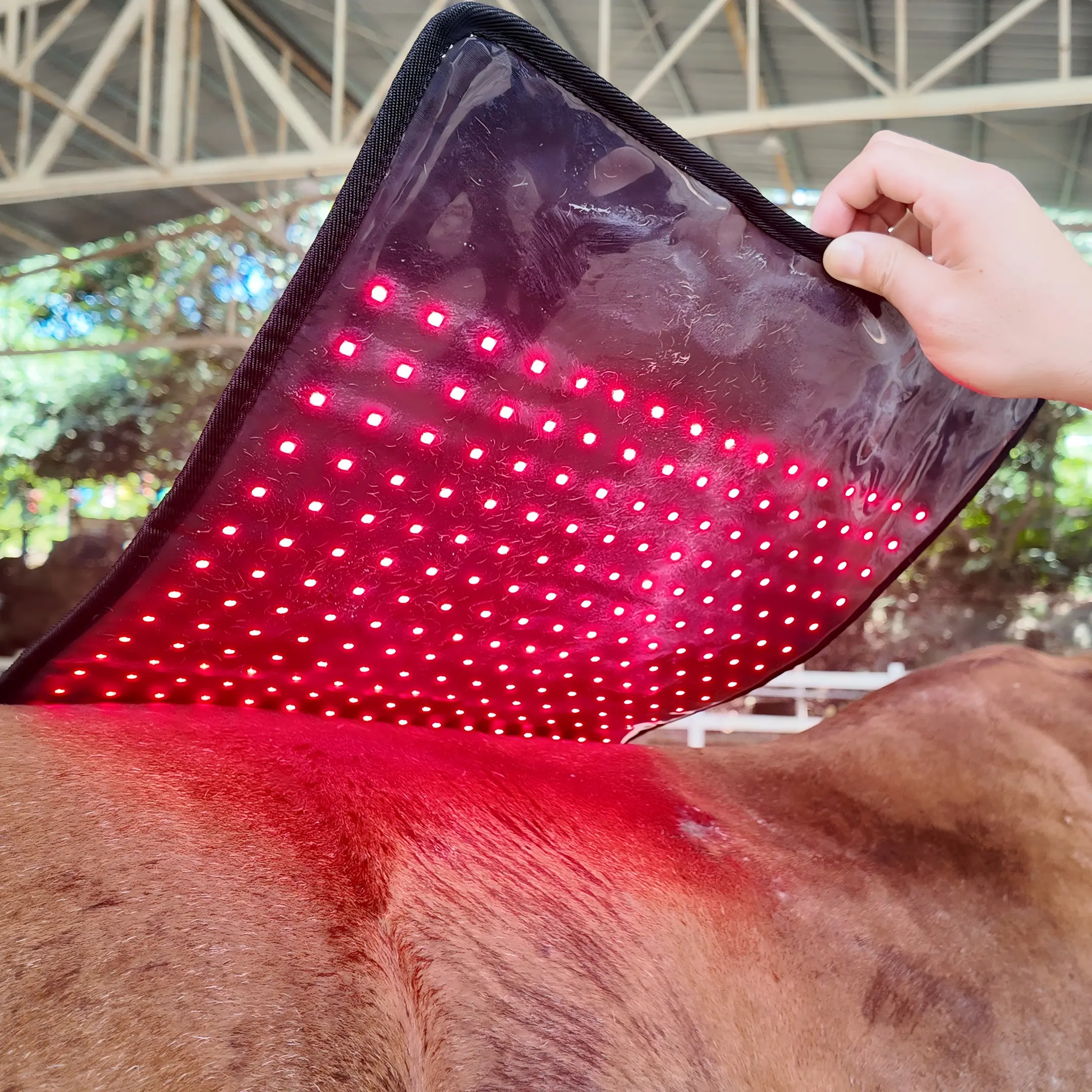 Red Light Therapy Back Pad for Horses Leg and Back – ClinicPBM