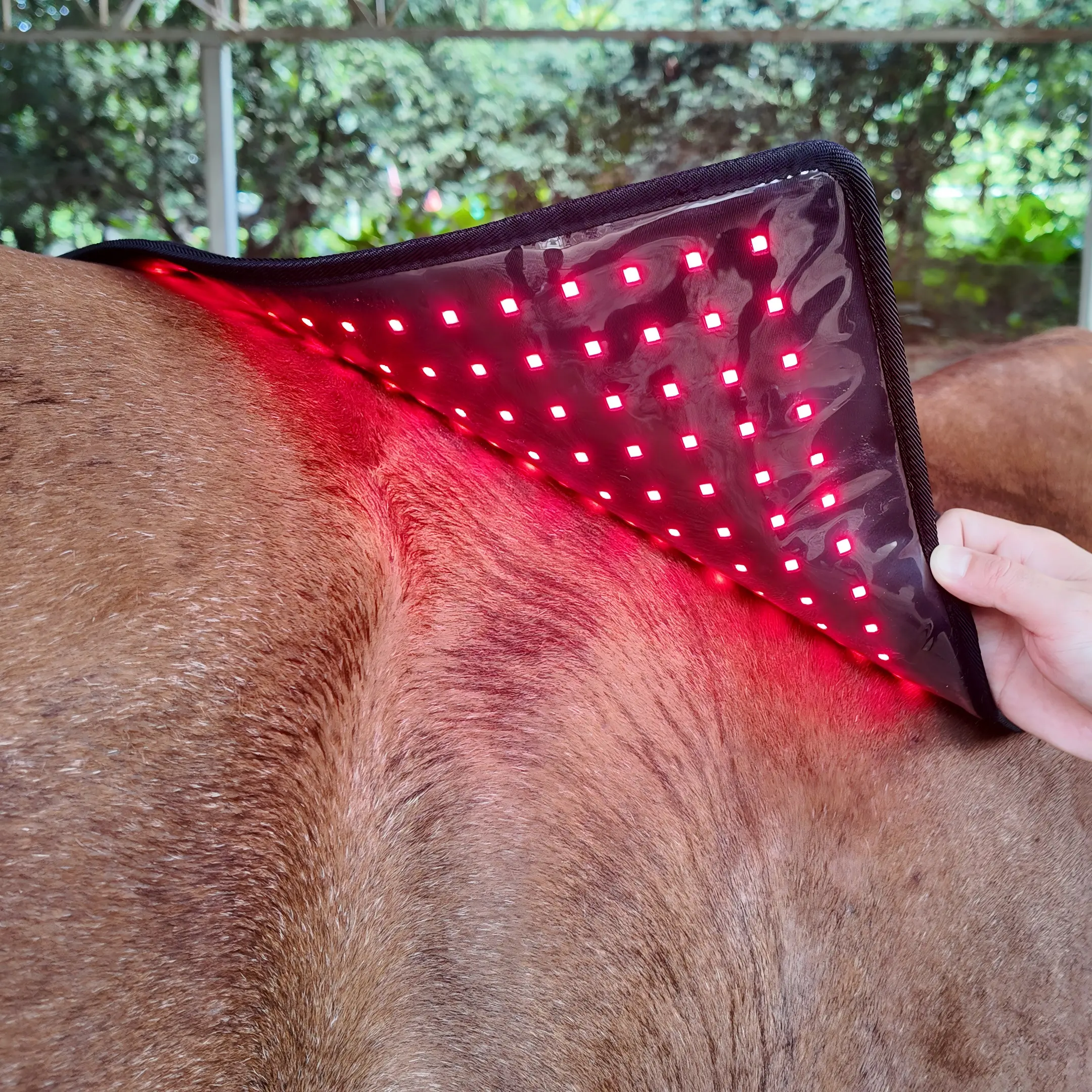Red Light Therapy Back Pad for Horses Leg and Back – ClinicPBM
