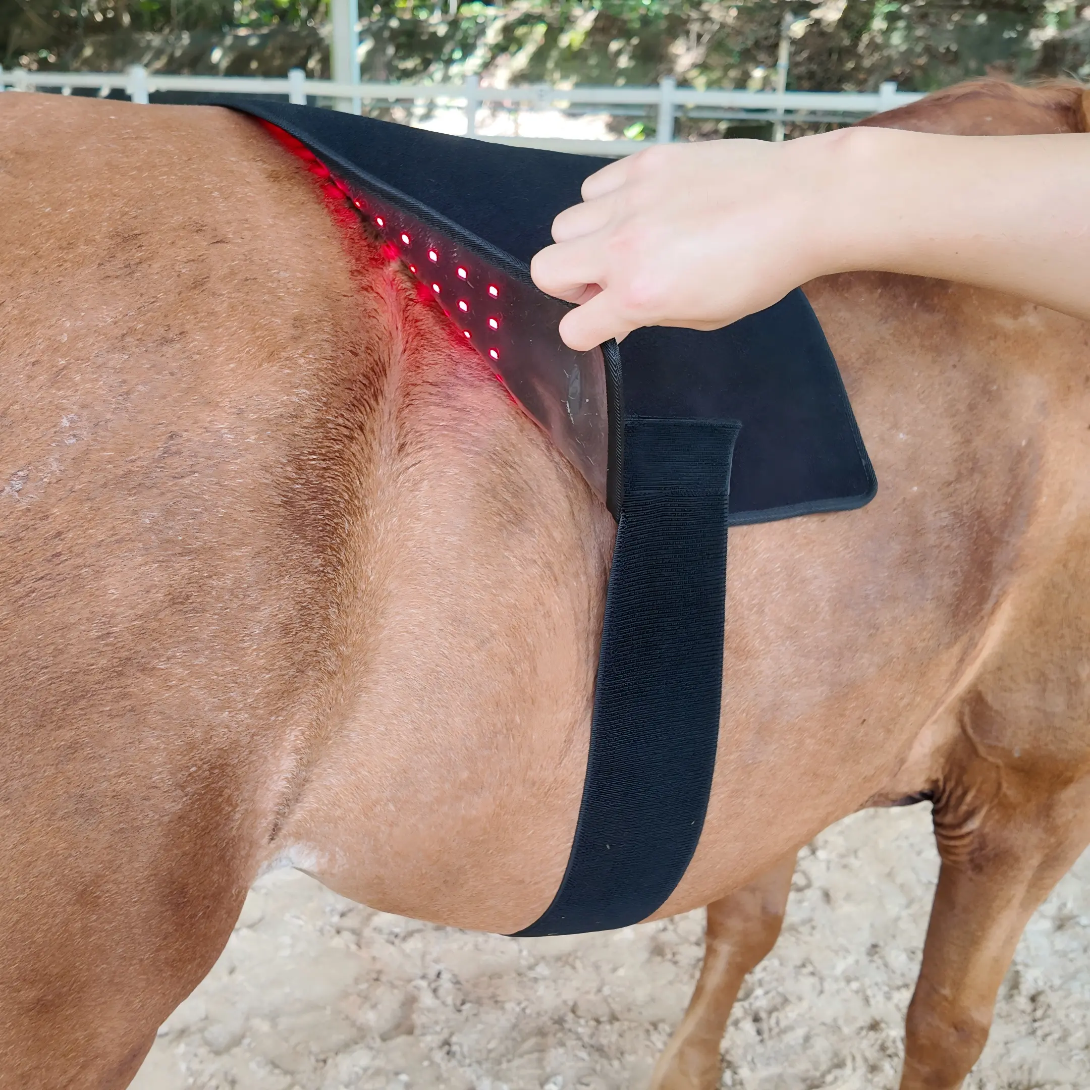 Red Light Therapy Back Pad for Horses Leg and Back – ClinicPBM