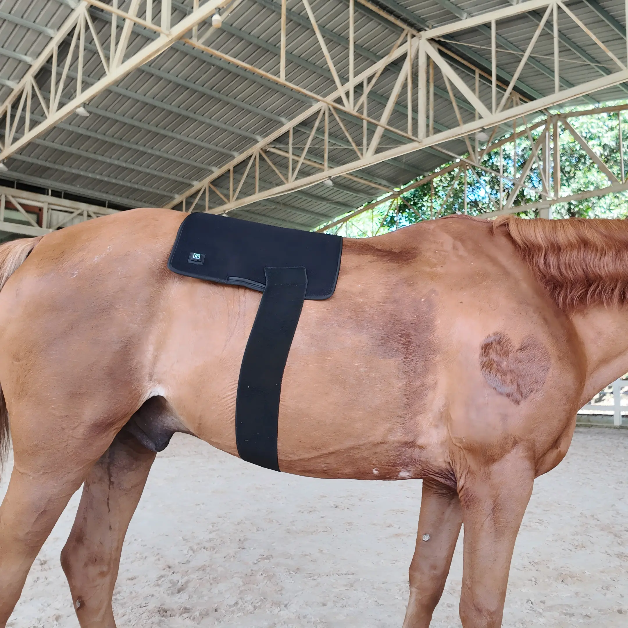 Red Light Therapy Back Pad for Horses Leg and Back – ClinicPBM