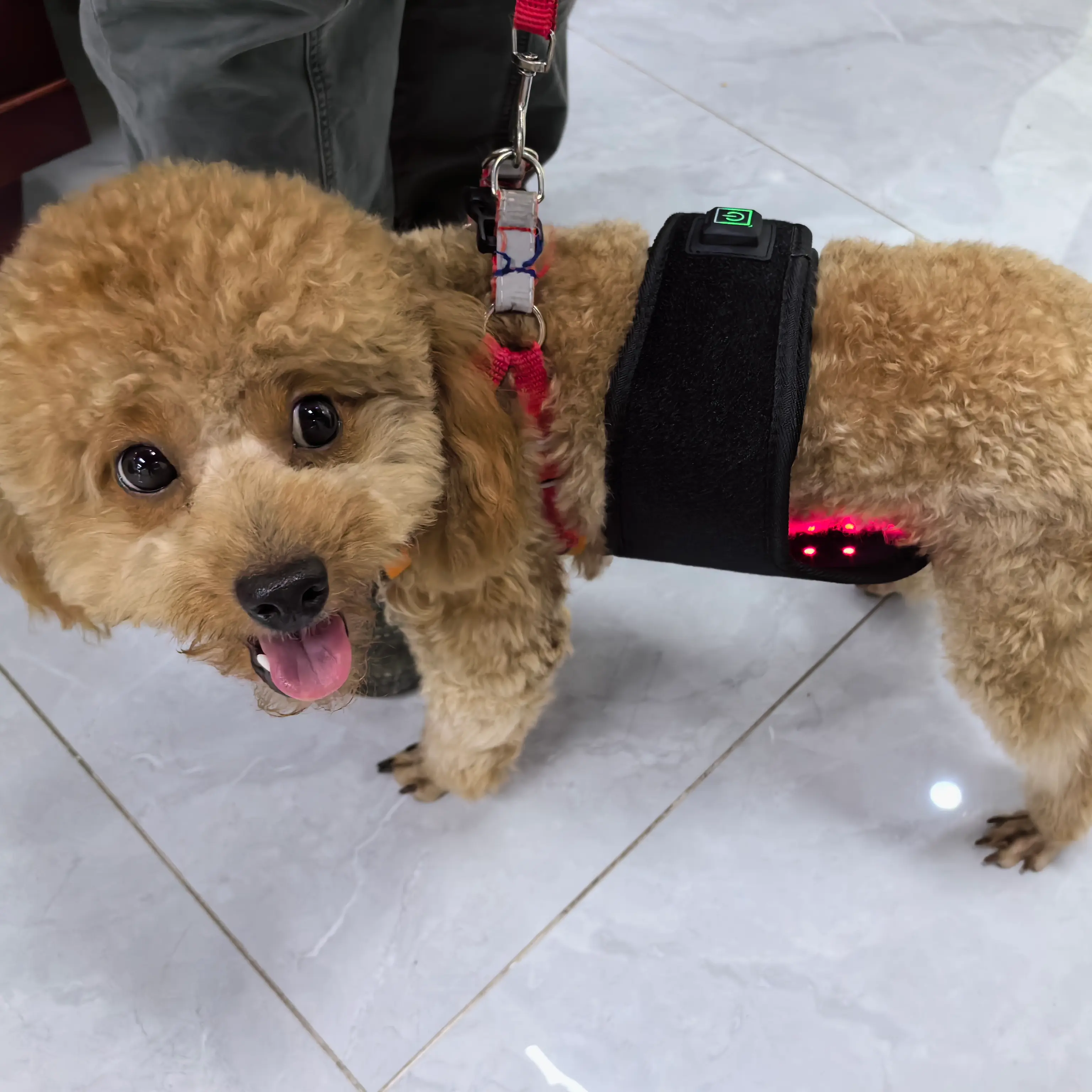 Red Light Therapy Dog Wrap – ClinicPBM