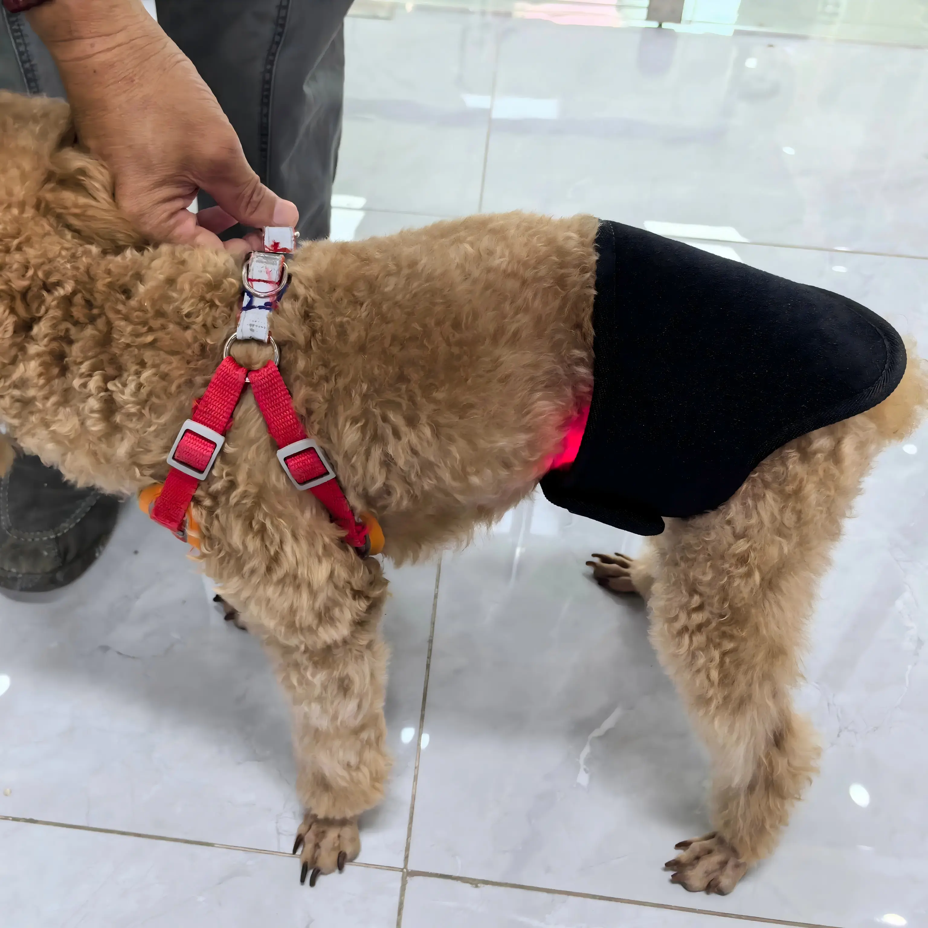Red Light Therapy Dog Wrap – ClinicPBM