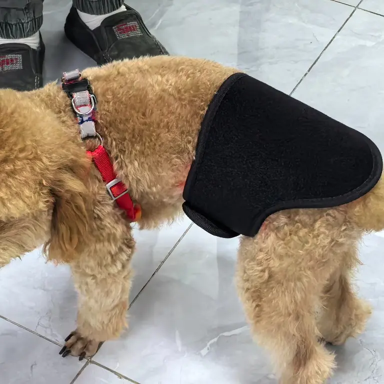 Red Light Therapy Dog Wrap – ClinicPBM
