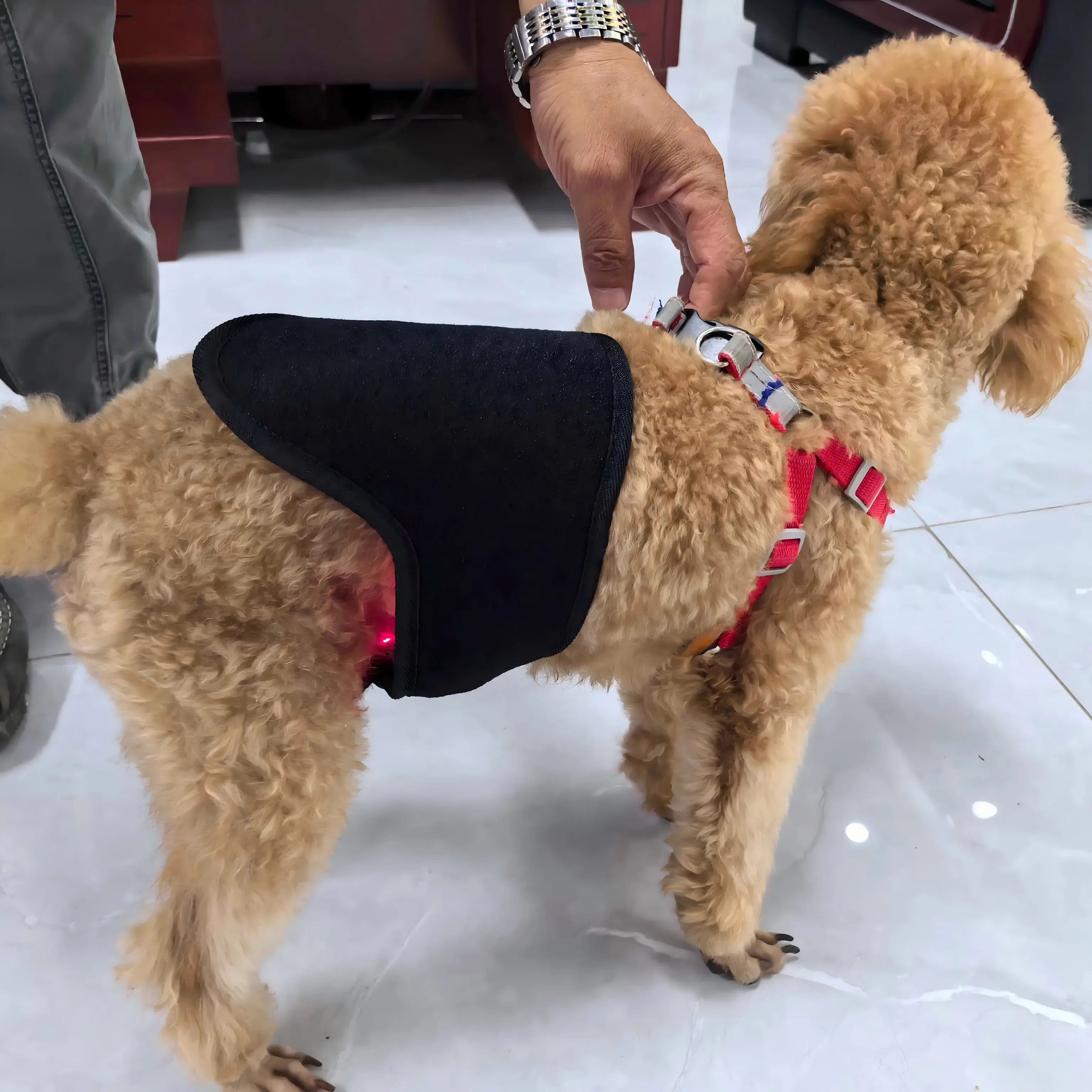 Red Light Therapy Dog Wrap – ClinicPBM