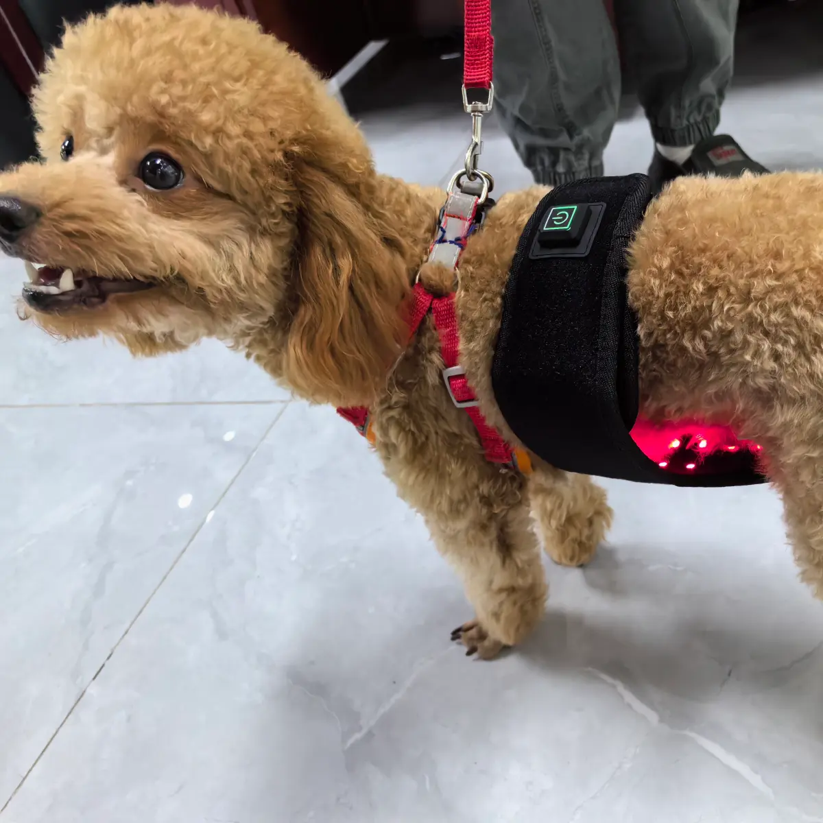Red Light Therapy Dog Wrap – ClinicPBM