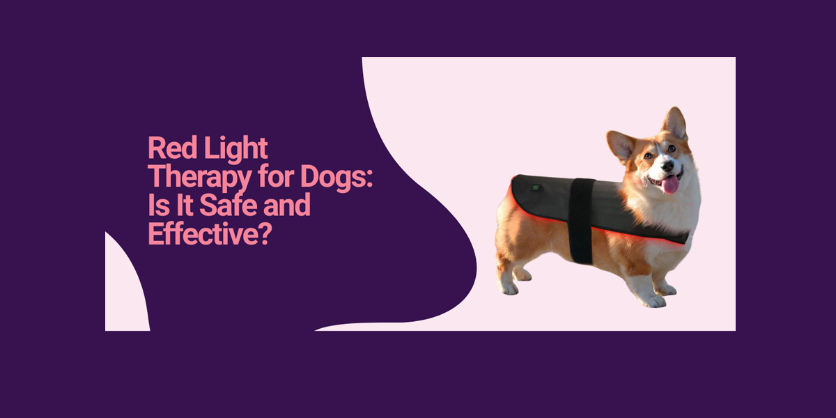 Red Light Therapy for Dogs: Is It Safe and Effective?-ClinicPBM