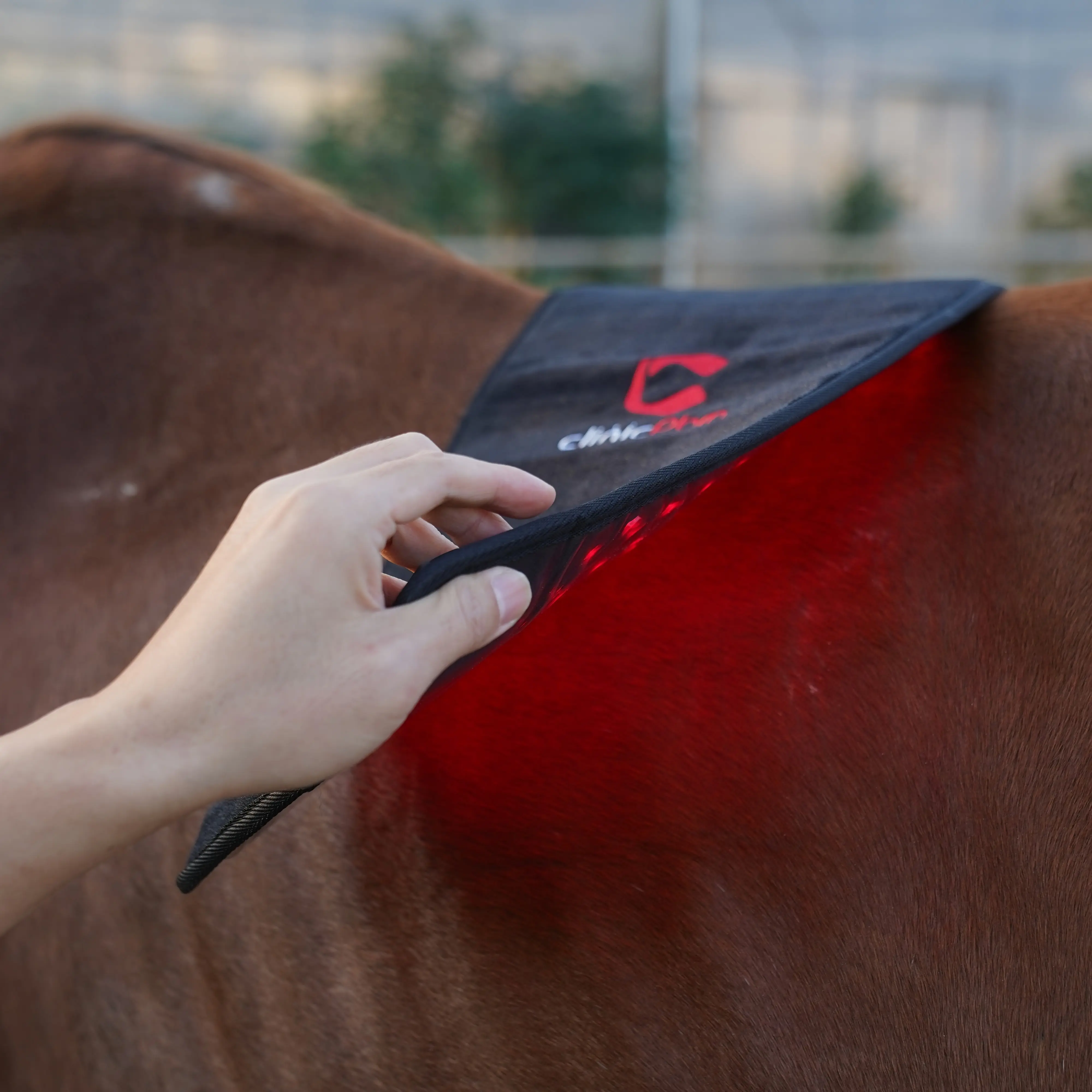 ClinicPBM Red Light Therapy Leg / Back/ Neck Wrap for Horses – Size : S