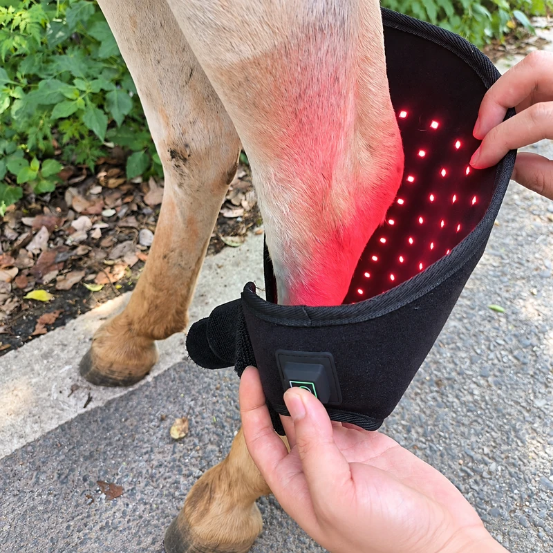 Hands fitting a ClinicPBM red light therapy leg boot around a horse’s lower leg, showing the lit red LED panel and one-touch power button
