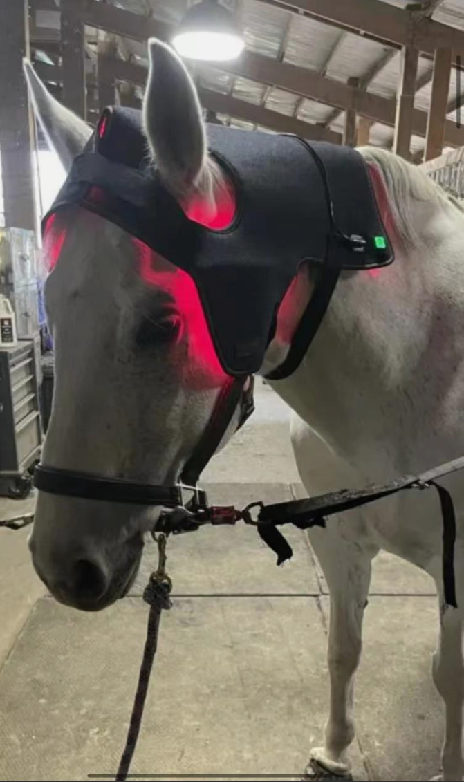 ClinicPBM Equine Red Light Therapy Poll Cap (Built-in Battery) - Size for Pony