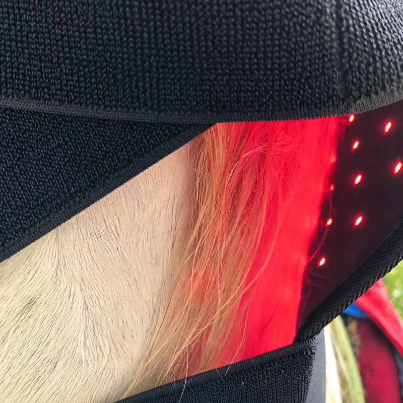 Close-up of a ClinicPBM equine red light therapy poll cap with red LEDs lit along the neck panel, shown through a horse’s mane