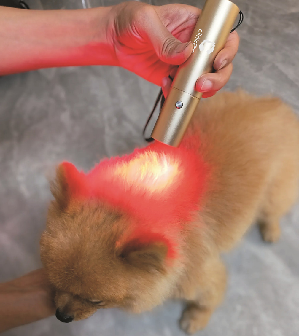 HORSE DOG CAT HANDHELD RED LIGHT THERAPY TORCH 