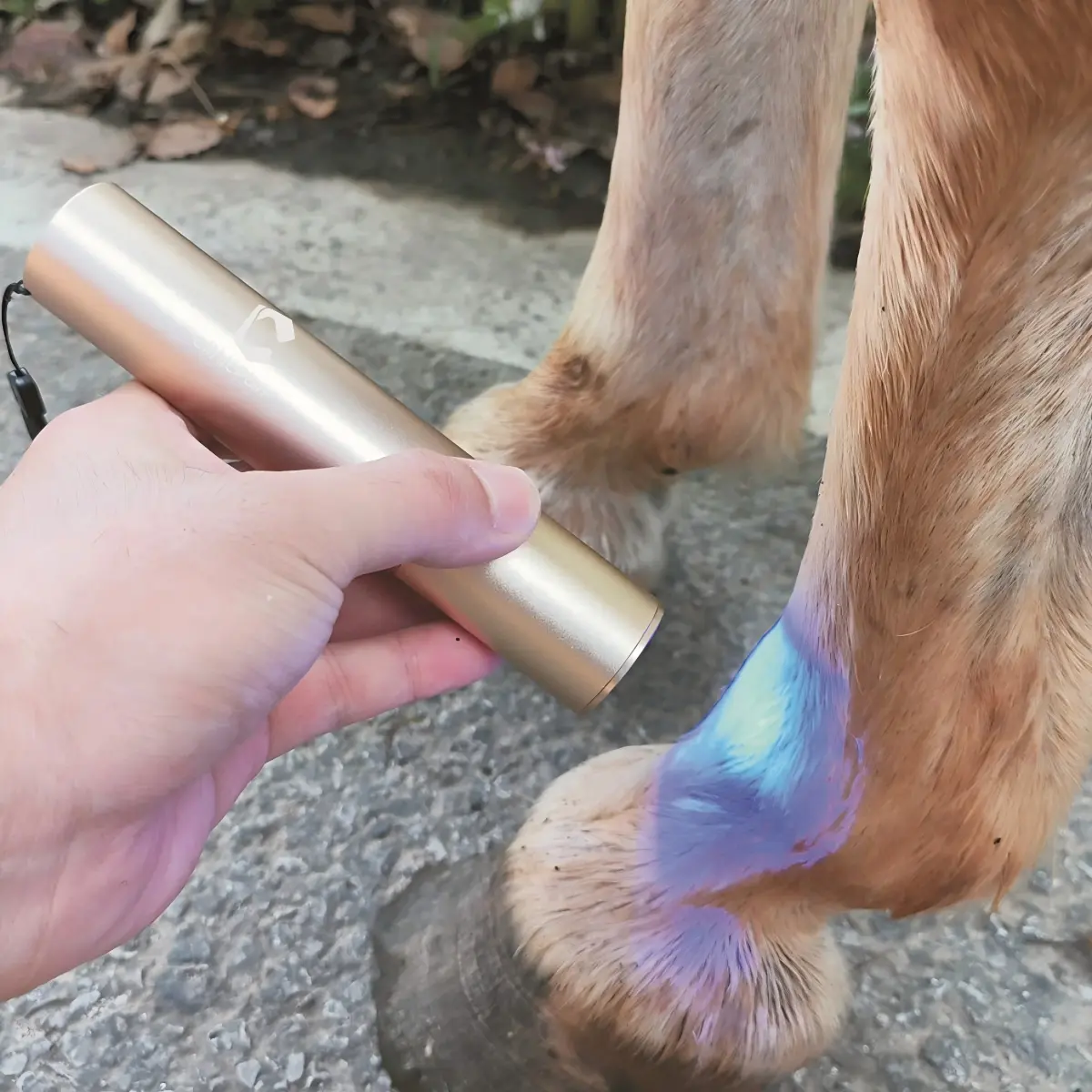 Horse Dog Cat Handheld Red Light Therapy Torch – ClinicPBM