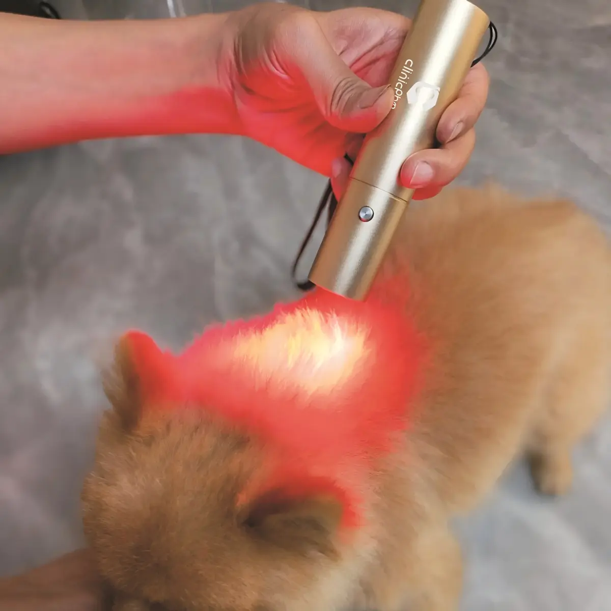 Horse Dog Cat Handheld Red Light Therapy Torch – ClinicPBM